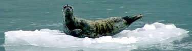 Harbor seal rests on iceberg.